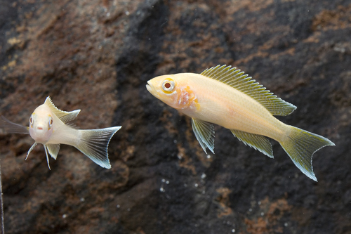 picture of Albino Daffodil Neolamp. Brichardi Cichl. Reg                                                        Neolamprologus pulcher 'Albino'