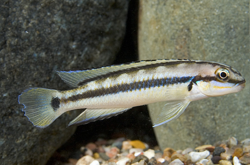 picture of Telmatochromis Vittatus Cichlid Reg                                                                  Telmatochromis vittatus