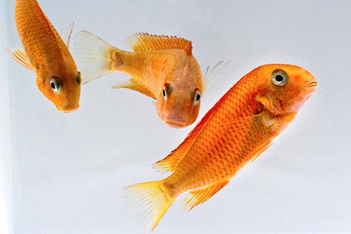 picture of Blonde Firecracker Troph. Moorii Cichlid Reg                                                         Tropheus moorii 'Blonde Firecracker'