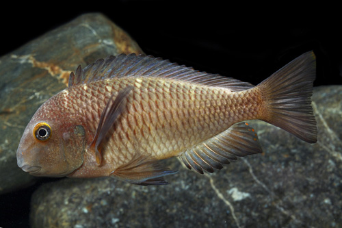 picture of Blue Rainbow Tropheus Moorii Cichlid Med                                                             Tropheus moorii var. Chaitika