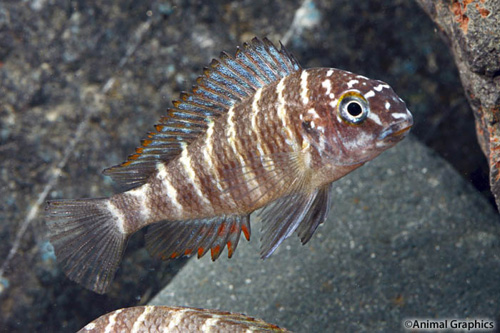 picture of Cherry Rainbow Tropheus Moorii Cichlid Reg                                                           Tropheus moorii var. Muzi