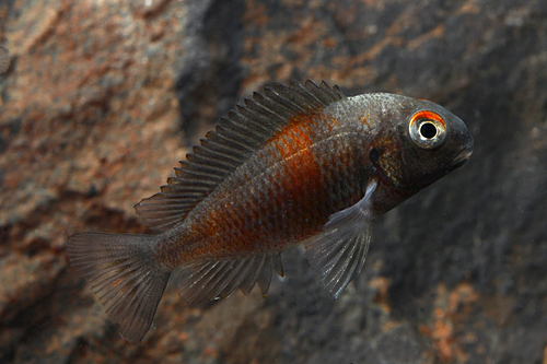 picture of Cherry Spot Tropheus Moori Cichlid Sml                                                               Tropheus moorii var. Bulu Point