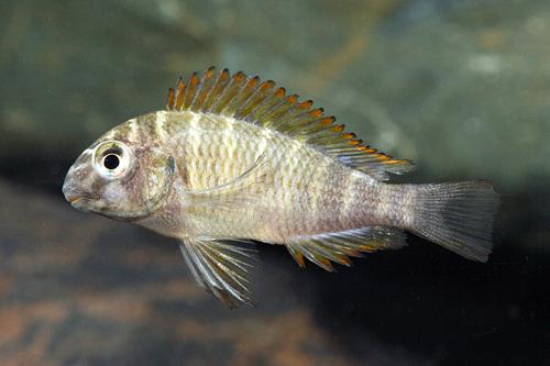 picture of Gold Kazuma Tropheus Moorii Cichlid Sml                                                              Tropheus moorii 'Golden Kazumba'