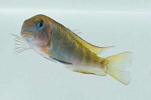 picture of Green Terror Tropheus Moorii Cichlid Reg                                                             Tropheus moorii 'Green Terror'