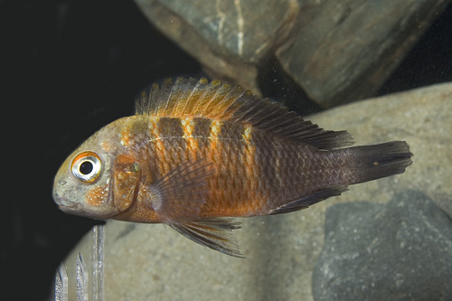 picture of Orange Flame Tropheus Moorii Cichlid Reg                                                             Tropheus moorii 'Orange Flame'