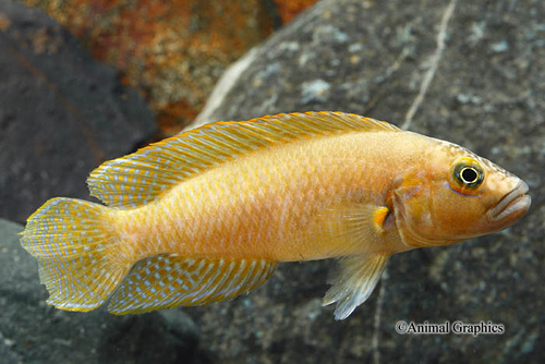 picture of Telmatochromis sp. OrangeScribble Cichlid Med                                                        Telmatochromis sp. 'Orange Scribble'