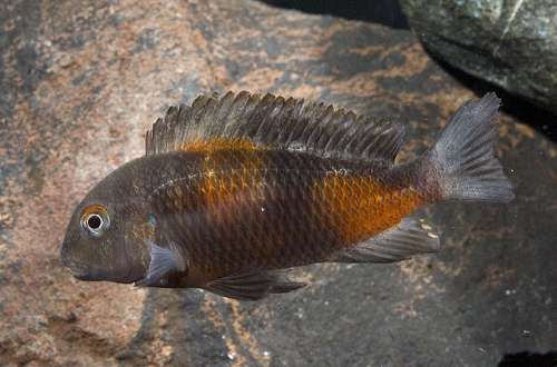 picture of Pineapple Tropheus Moorii Cichlid Med                                                                Tropheus moori var. Mpulungu