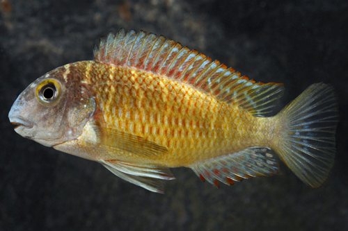 picture of Red Rainbow Tropheus Moorii Cichlid Reg                                                              Tropheus moorii 'Red Rainbow'