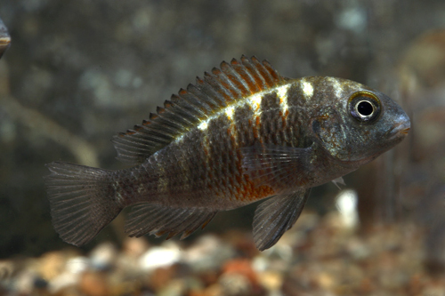 picture of Red Saddle Tropheus Moorii Cichlid Reg                                                               Tropheus moorii var. Rutunga