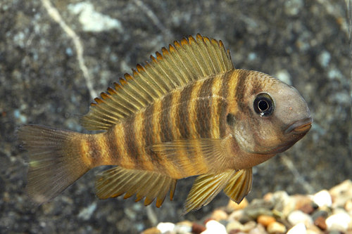 picture of Ulwile Tropeus Brichardi Cichlid Reg                                                                 Tropheus brichardi