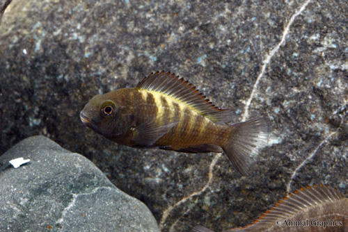 picture of Yellow Band Tropheus Moorii Cichlid Reg                                                              Tropheus moorii var. Mboko