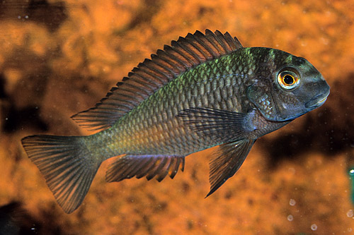 picture of Assorted Tropheus Moorii Cichlid Reg                                                                 Tropheus moorii