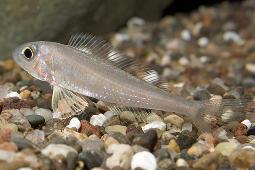 picture of Xenotilapia Bathyphilus Cichlid Reg                                                                  Xenotilapia bathyphilus