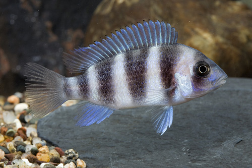 picture of Mpimbwe Blue Frontosa Cichlid Med                                                                    Cyphotilapia frontosa var. Mpimbwe blue