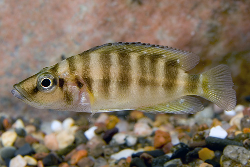 picture of Red Altolamprologus Calvus Cichlid Reg                                                               Altolamprologus calvus