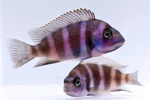 picture of Blue Frontosa Cichlid Zambia Reg                                                                     Cyphotilapia frontosa var. Zambia blue