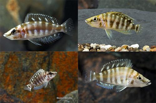 picture of Assorted Altolamprologus Calvus Cichlid Sml                                                          Altolamprologus compressiceps