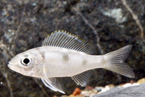 picture of Aulonocranus Dewindti Cichlid Reg                                                                    Aulonocranus dewindtii