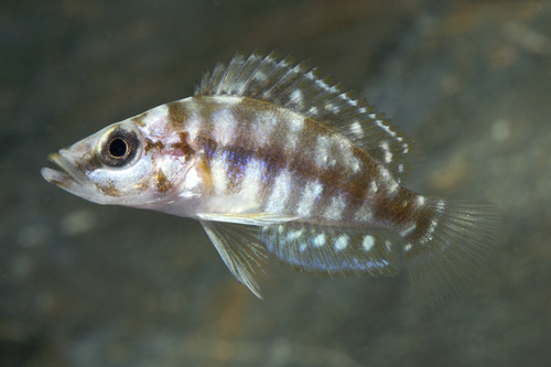 picture of Yellow Altolamprologus Calvus Cichlid Sml                                                            Altolamprologus compressiceps