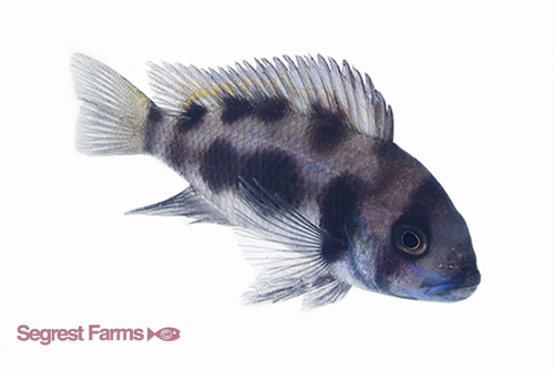 picture of Black Widow Frontosa Cichlid Reg                                                                     Cyphotilapia frontosa 'Black Widow'