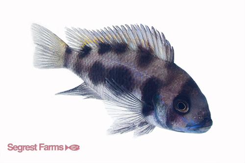 picture of Black Widow Frontosa Cichlid M/S                                                                     Cyphotilapia frontosa 'Black Widow'
