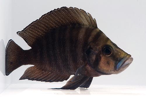 picture of Nanu Coal Black Altolamp. Calvus Cichlid Lrg                                                         Altolamprologus compressiceps