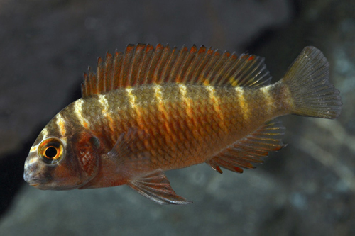 picture of Firecracker Tropheus Moori Cichlid Sml                                                               Tropheus moorii var. Chipimbi