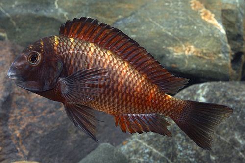 picture of Firecracker Tropheus Moori Cichlid Shw                                                               Tropheus moorii var. Chipimbi