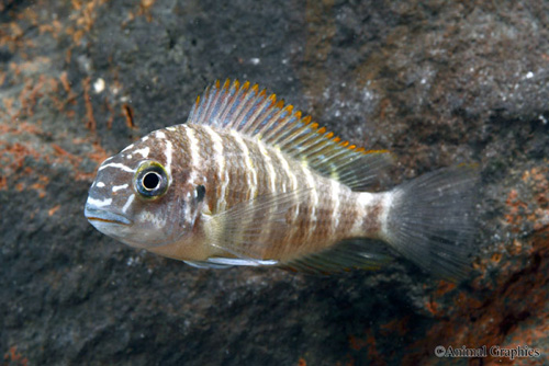 picture of Yellow Sunspot Tropheus Moorii Cichlid Reg                                                           Tropheus moorii var. Mbita