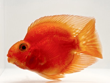 picture of Blood Parrot Cichlid Reg                                                                             Amphilophus labiatus x Heros severus