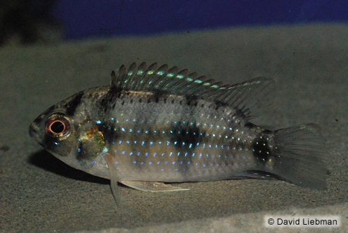 picture of Dwarf Pelmatochromis Thomasi Cichlid Reg                                                             Pelmatochromis thomasi