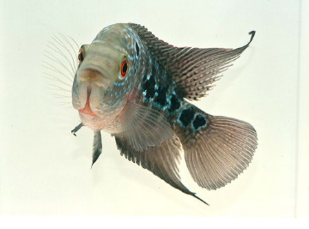 picture of Flowerhorn Cichlid Reg                                                                               Amphilophus spp. x 'Parrot' hybrid