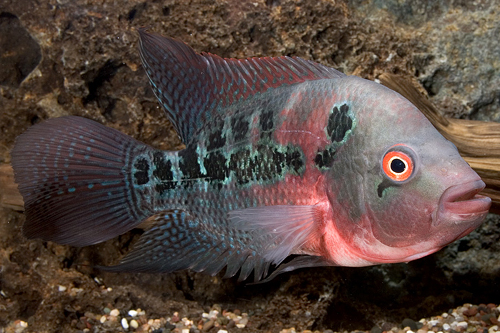 picture of Flowerhorn Cichlid Lrg                                                                               Amphilophus spp. x 'Parrot' hybrid