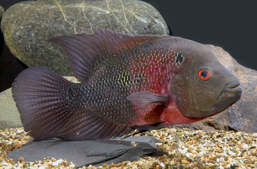 picture of Flowerhorn Cichlid Xlg                                                                               Amphilophus spp. x 'Parrot' hybrid