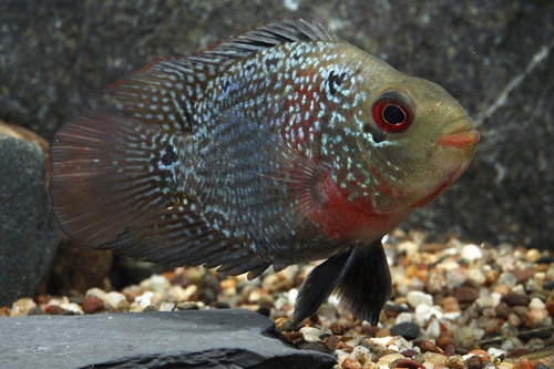 picture of Flowerhorn Parrot Cichlid Reg                                                                        Amphilophus spp. x 'Parrot' hybrid