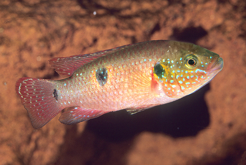 picture of Jewel Cichlid Reg                                                                                    Hemichromis bimaculatus