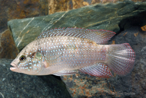 picture of Jewel Cichlid Lrg                                                                                    Hemichromis bimaculatus