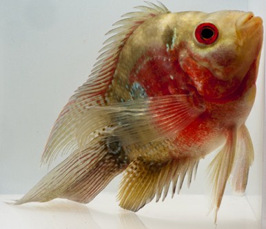 picture of Longfin Flowerhorn Parrot Cichlid Med                                                                Amphilophus spp. x 'Parrot' hybrid