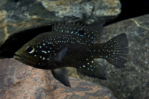 picture of Paratilapia Polleni Cichlid Sml                                                                      Paratilapia polleni