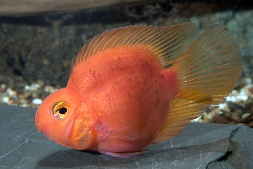 picture of Purple Parrot Cichlid Shw                                                                            Amphilophus labiatus x Heros severus