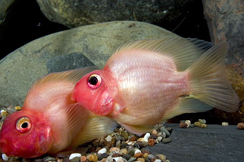 picture of Red Head Parrot Cichlid Med                                                                          Amphilophus labiatus x Heros severus