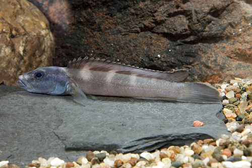 picture of Teleogramma Brichardi Cichlid Reg                                                                    Teleogramma brichardi