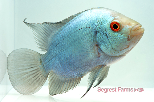 picture of Titanium Flowerhorn Cichlid Med                                                                      Amphilophus spp. x 'Parrot' hybrid