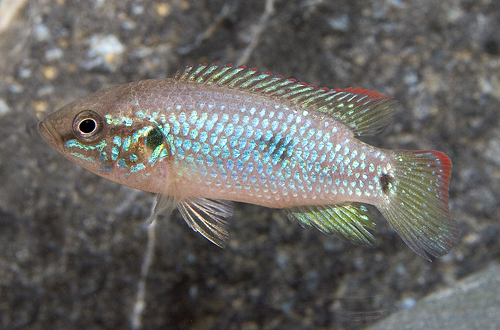 picture of Turquoise Jewel Cichlid Reg                                                                          Hemichromis bimaculatus