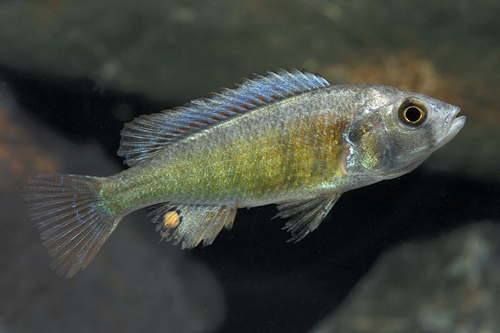 picture of Pundamilla Nyererei Cichlid Med                                                                      Pundamilia nyereri