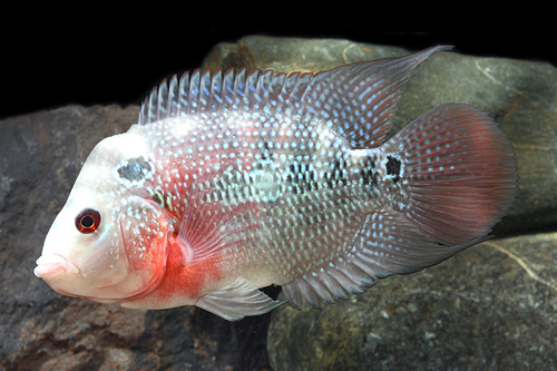 picture of Hump Head Flowerhorn Cichlid Med                                                                     Amphilophus spp. x 'Parrot' hybrid