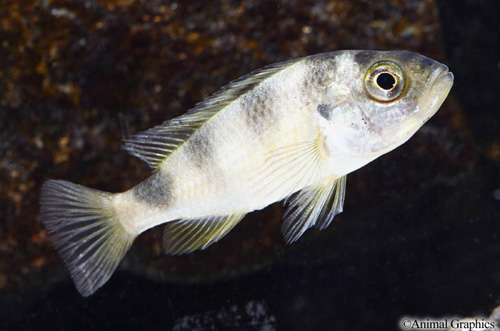 picture of Haplochromis sp. CH44 Cichlid Reg                                                                    Haplochromis sp. var. ch44