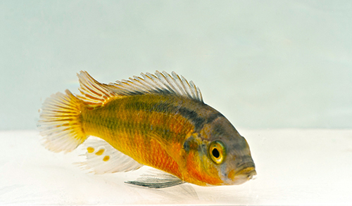 picture of Rock Kribensis Cichlid Med                                                                           Haplochromis sauvagei 