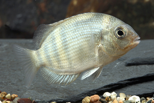 picture of Paretroplus Menarambo Cichlid Med                                                                    Paretroplus menarambo