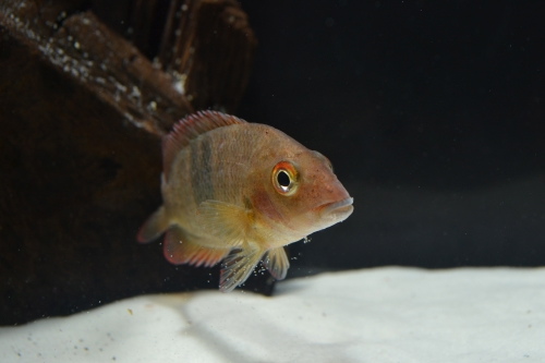 picture of Paretroplus Lamena Cichlid M/S                                                                       Paretroplus nourissati 'Lamena'